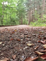 path in the forest