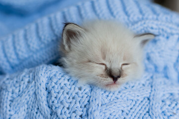 closeup of the snout of a sleeping british shorthair kitten of silver color buried in a blue...