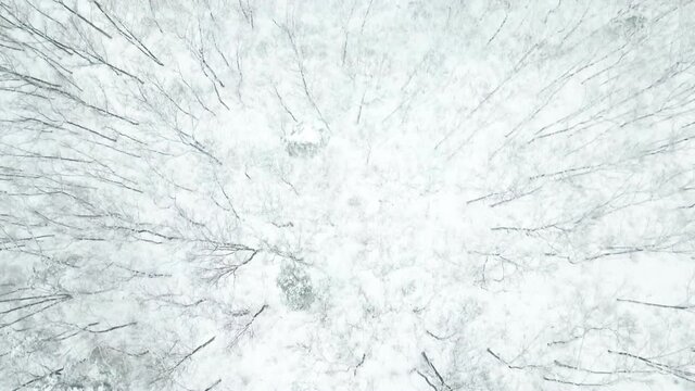 Aerial drone view of snowy winter forest - South Korea.
눈, 겨울, 숲, 나무.