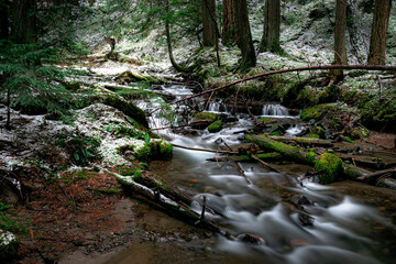 Obraz premium river in the forest