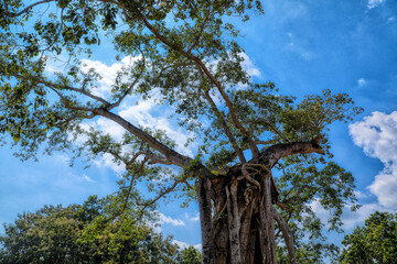 Fototapeta premium Big tree with fresh green leaves with blue cloudy sky in backdrop
