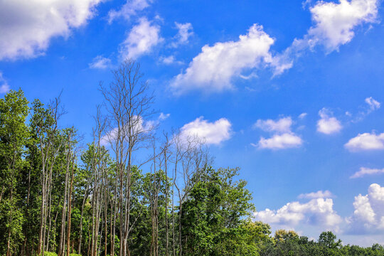 Green treetops with blue cloudy sky