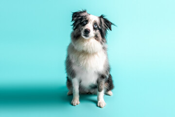 Australian shepherd, merle color, Mini grey and white Aussie with blue eyes