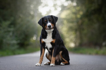 Appenzeller mountain dog - portrait of breed