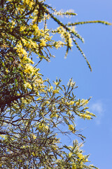 native Australian wattle tree with yellow flowers outdoor in beautiful tropical backyard