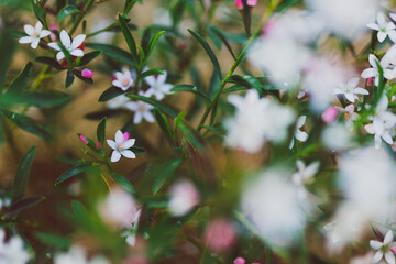 native Australian eriostemon philotheca plant with pink flowers outdoor in beautiful tropical backyard