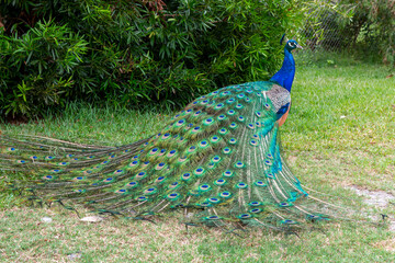 A male peacock displaying his feathers.