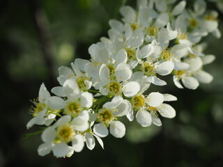 branches of blooming white bird cherry in nature