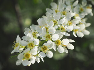 branches of blooming white bird cherry in nature