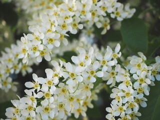 branches of blooming white bird cherry in nature