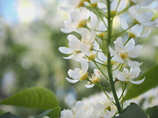 branches of blooming white bird cherry in nature