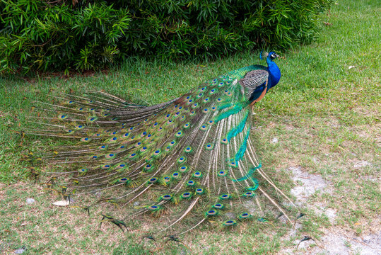 A male peacock displaying his feathers.