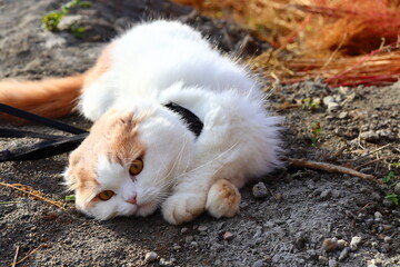 疲れた人、脱力感の猫