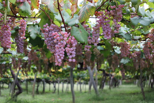 ぶどう園でワインの産地
