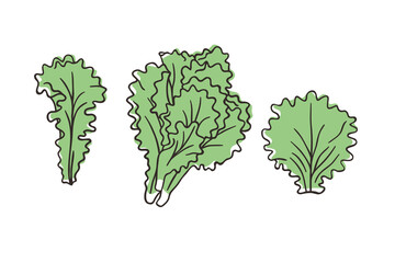 Doodle lettuce. Hand drawn stylish fruit and vegetable. Vector artistic drawing fresh organic food. Summer illustration vegan ingrediens for smoothies
