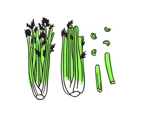 Doodle celery. Hand drawn stylish fruit and vegetable. Vector artistic drawing fresh organic food. Summer illustration vegan ingrediens for smoothies