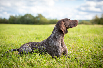 Portrait of a handsome Kurzhaar resting in a field. High quality photo