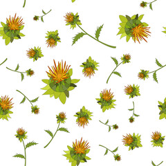 Seamless pattern. A safflower bud and a sprig of safflower, Carthamus tinctorius, an oil plant. color illustration on a white background. Hand-drawn botanical vector illustration. Design for packaging