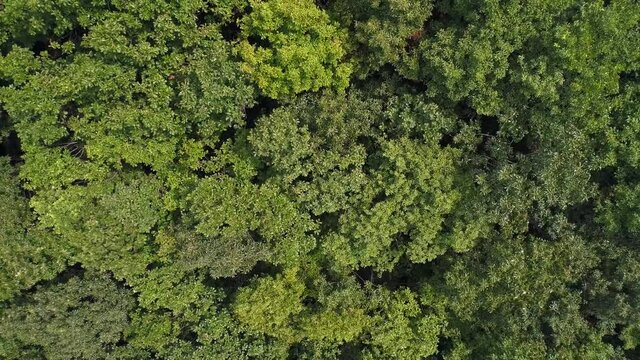 Aerial view a tree swaying in the wind. 바람에 흔들리는 나무, 숲.