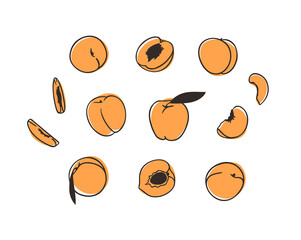 Doodle peach. Hand drawn stylish fruit and vegetable. Vector artistic drawing fresh organic food. Summer illustration vegan ingrediens for smoothies