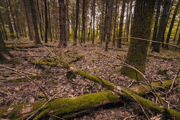 The colors of autumn in the Monticolo forest in South Tyrol, Italy.