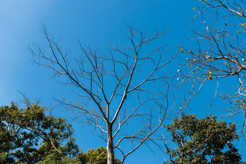 A large tree with only branches without leaves.