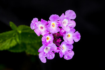 Lantana flowers changing to purple color 