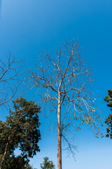 A large tree with only branches without leaves.