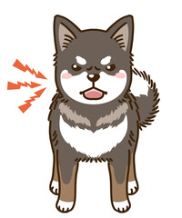 威嚇する四国犬