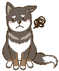 目を逸らす四国犬