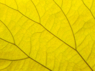 yellow green leaf pattern texture as background