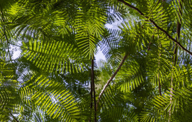 Detail of sunlight passing through small green leaves of Persian silk tree (Albizia julibrissin) on blurred greenery of garden. Atmosphere of calm relaxation. No focus, specifically.