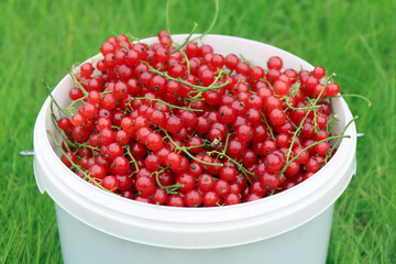 Red currants in a bucket, freshly picked red currants