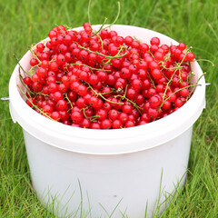 Red currants in a bucket, freshly picked red currants