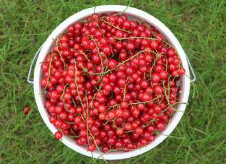 Red currants in a bucket, freshly picked red currants
