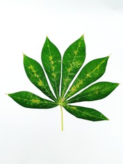 Green cassava leaves on a white background