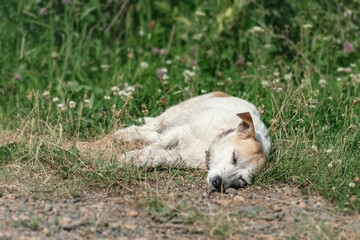 Naklejka na ściany i meble broken Jack Russell is resting in nature on the side of the road