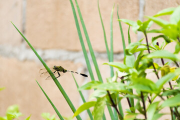 Fototapeta premium A dragonfly is perched on a leaf.