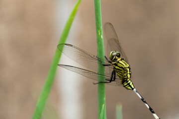 Close-up photo of a dragonfly perched on a leaf