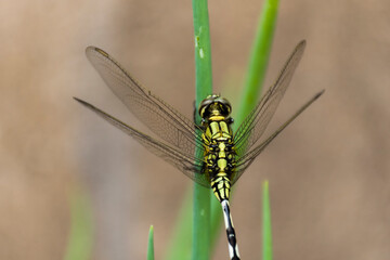 Close-up photo of a dragonfly perched on a leaf