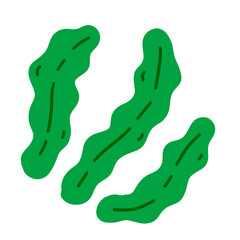 Kelp. Sea cabbage. Green leaves of laminaria