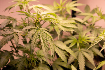 close up cannabis leaves