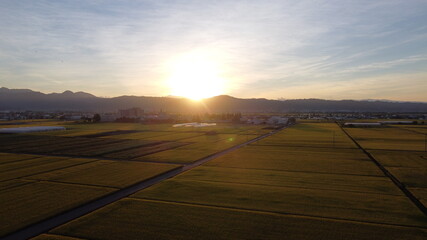 収穫時期の稲と夕日