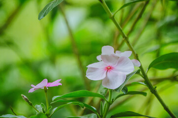 beautiful flower photography
