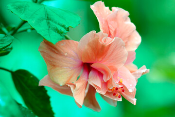 Joba (Hibiscus) flower 