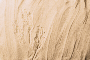 Fototapeta na wymiar Natural sandy background dry plant branch product presentation. Abstract sand texture. Top view 