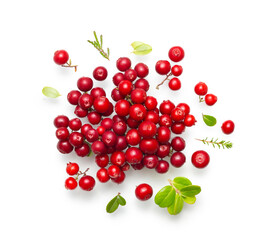 Fresh wild lingonberry berries with stem and leaves isolated on white background. Red cowberry and cranberry