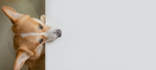 Corgi dog climbs up on white table and looking forward to area for copy space in kitchen room. - Powered by Adobe