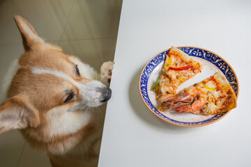Corgi dog climbs up on table and stare at pizza on the dish in the kitchen room.