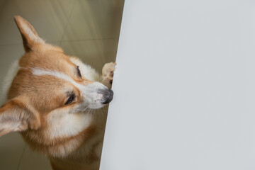 Corgi dog climbs up on white table and looking forward to area for copy space in kitchen room.